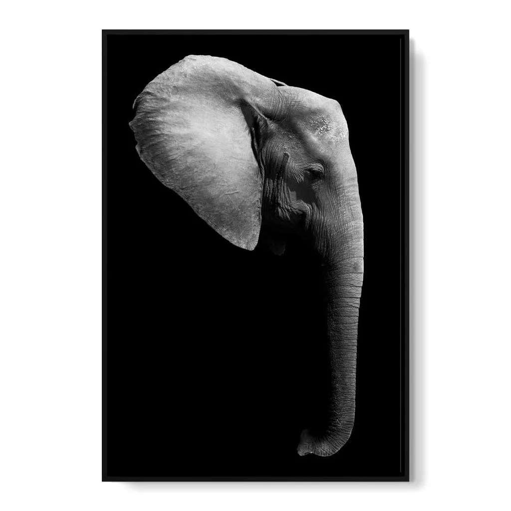 Black and White Elephant Head