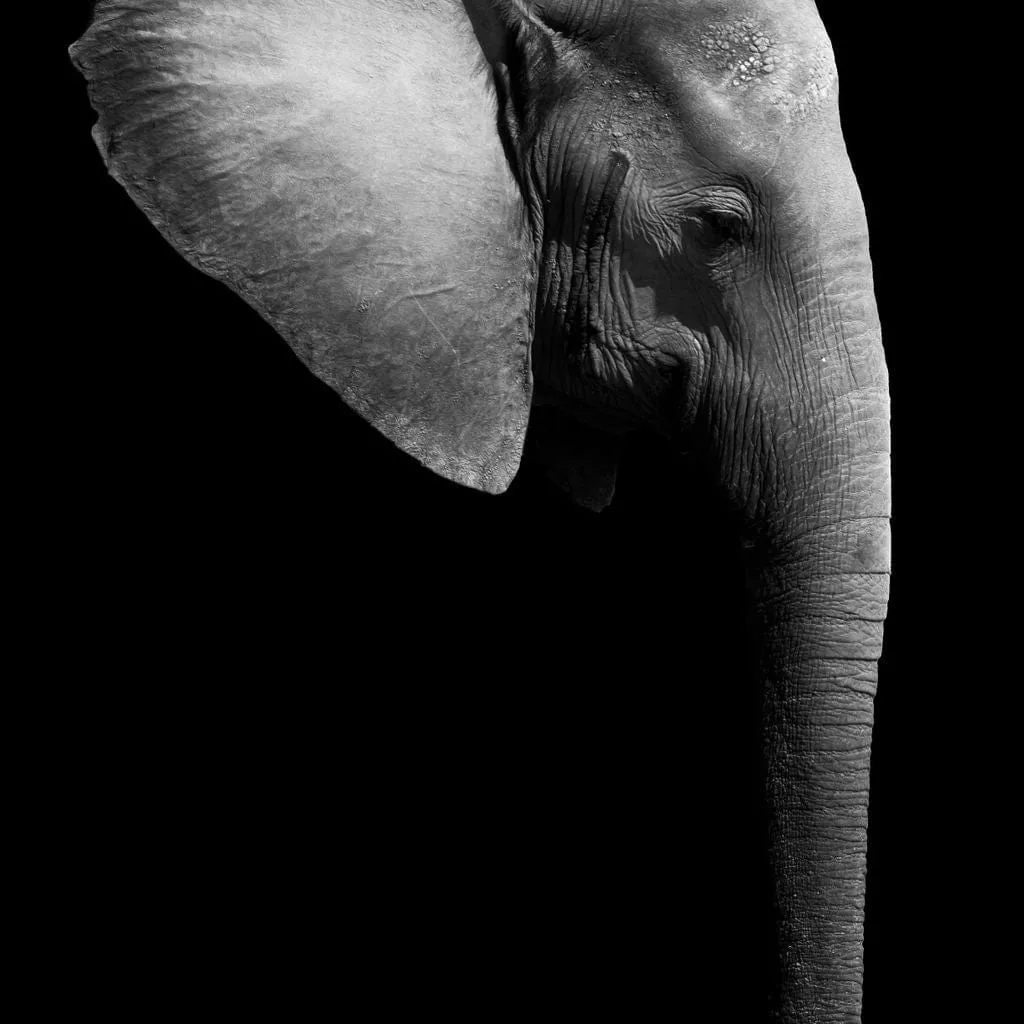 Black and White Elephant Head